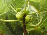 Figo, a planta