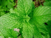 hortela