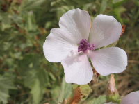 Marsh mallow