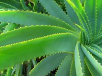 aloe vera